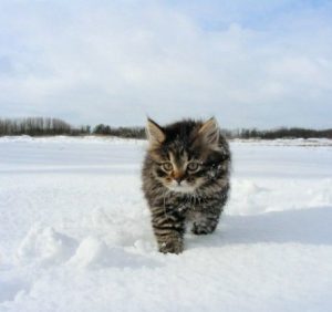 Чого очікувати закарпатцям від погоди у суботу, 3 лютого
