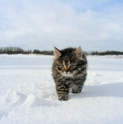 26 січня: це цікаво знати