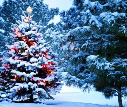 І ось вона нарядна: у 2017-му всього 7,5 тисяч новорічних дерев реалізували лісівники Закарпаття