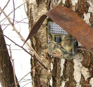 У Мокрянському лісомисливгоспі встановили фотопастки