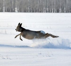 Чого очікувати закарпатцям від погоди у вівторок, 6 лютого