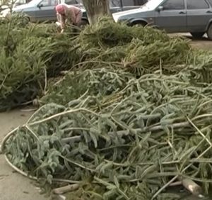 Чи є друге життя у новорічних ялинок? (ВІДЕО)