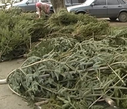 Вчора за гроші, сьогодні за безцінь- в Ужгороді на торгових майданчиках- сотні кинутих ялинок