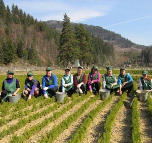 “Золото Закарпаття” потрібно оновлювати: лісові господарники розпочинають заготівлю насіння
