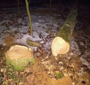 Ужгородці збирають акцію проти вирубки дубового гаю в мікрорайоні “Шахта”