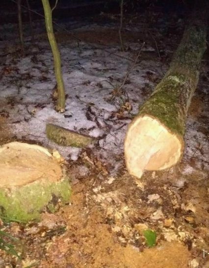Ужгородці збирають акцію проти вирубки дубового гаю в мікрорайоні “Шахта”