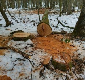 Екологи спростували інформацію закарпатських лісівників про відсутність рубок на “Шахті” (фото)
