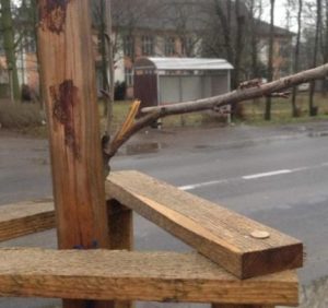 В Перечині розшукують “негідників”, які понищили алею сакур (фото)