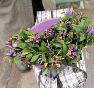В Ужгороді почали продавати перші весняні квіти (ВІДЕО)