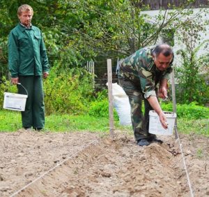 152 тисячі дерев висадять лісівники Берегівщини навесні