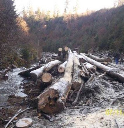 Брустурянський лісгосп попав до “чорного” списку аудиторів лісу (документ)