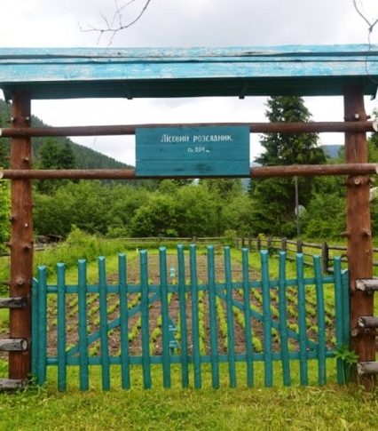 На Закарпатті при кожному лісництві планується облаштувати лісовий розсадник