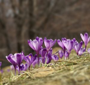 26 березня: це цікаво знати