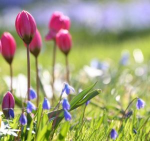 Чого очікувати закарпатцям від погоди у середу, 14 березня