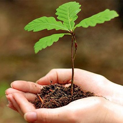 В Україні стартує масштабний екологічний проєкт «Зелена країна»