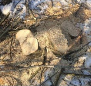 На Тячівщині продовжуюся варварські вирубки лісу (відео)