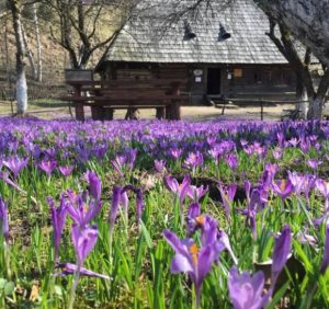 Колочава: Унікальне “шафранове” село на Закарпатті (ФОТО)