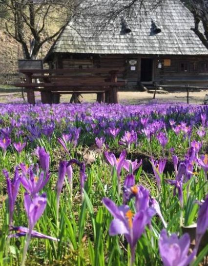 Колочава: Унікальне “шафранове” село на Закарпатті (ФОТО)
