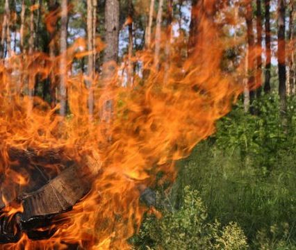 Палії сухотрав’я не дають спокою: на Закарпатті за день вигоріло півтора гектара – ДСНС б’є на сполох
