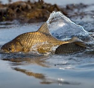 В українських річках та водоймах стрімко меншає риби