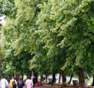 В Ужгороді розцвітає найдовша в Європі липова алея