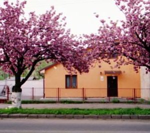Сакури відцвіли. Ужгород не скористався моментом