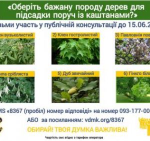 На Київські набережній Ужгорода каштани замінять гінкго білоба?