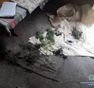 Свалявські поліцейські на вирощуванні коноплі викрили місцевого чоловіка