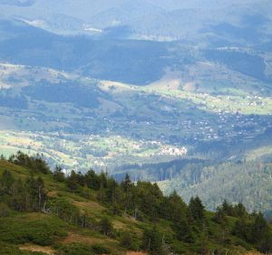 На Рахівщині п’яний чоловік жорстоко познущався над конем (ФОТО 18+)