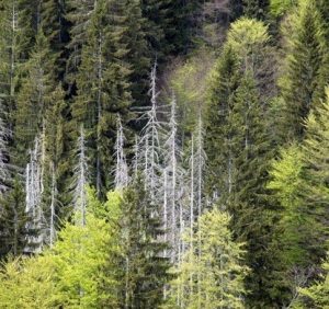 Комах-шкідників на Закарпатті заманюють в спеціальні пастки