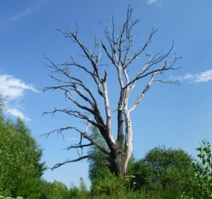 На Ужгородщині спостерігається всихання дуба