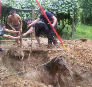 На Виноградівщині рятувальники витягли коня з трьохметрової ями (фото)
