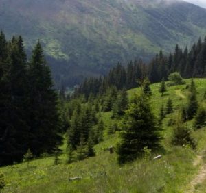 Верховна Рада заборонила вирубку лісів на схилах Карпат