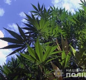 На Закарпатті поліцейські виявили сховок наркотичних речовин на 39 мільйонів гривень (відео)