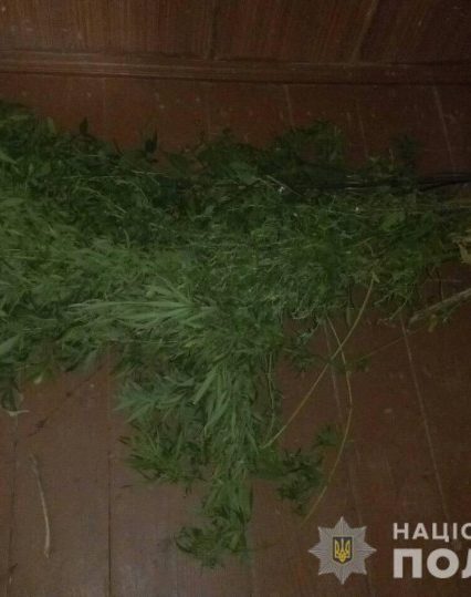 Поліція Рахівщини виявила незаконні посіви конопель