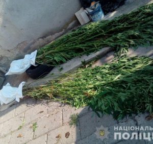 Мукачівські поліцейські на вирощуванні коноплі викрили місцевого мешканця