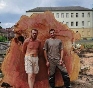 В Мукачеві безжально зрубали столітній платан (фото)