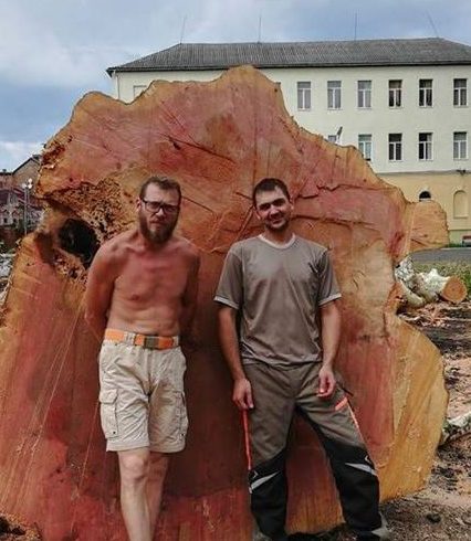 В Мукачеві безжально зрубали столітній платан (фото)