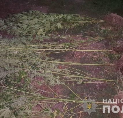 В Мукачеві від жінки вилучили наркотичні рослини