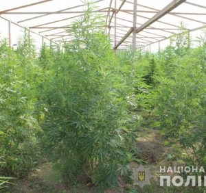Поліція виявила на Мукачівщині наркоплантацію та вилучила марихуани на більше як 10 мільйонів