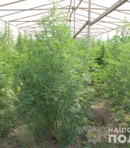 Поліція виявила на Мукачівщині наркоплантацію та вилучила марихуани на більше як 10 мільйонів