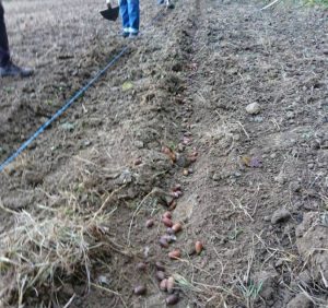 Лісівники Довжанського лісомисливгоспу зібрали 5 тонн насіння