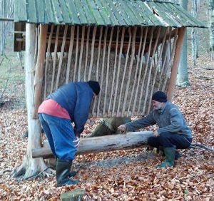 Лісівники Березнянщини розпочали підгодівлю диких тварин