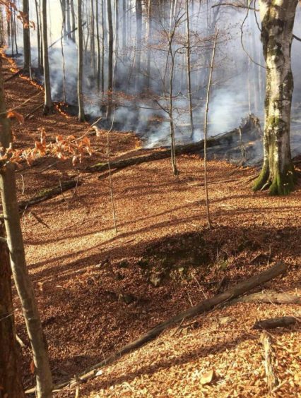 На Тячівщині горів ліс: вогонь вдалось приборкати