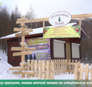 На Воловеччині стартував продаж новорічних ялинок (ВІДЕО)
