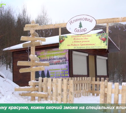 На Воловеччині стартував продаж новорічних ялинок (ВІДЕО)