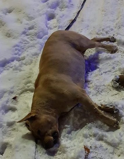 В Ужгородській міськраді відхрестилися від електропроводу, що вбив на вулиці собаку (відео)
