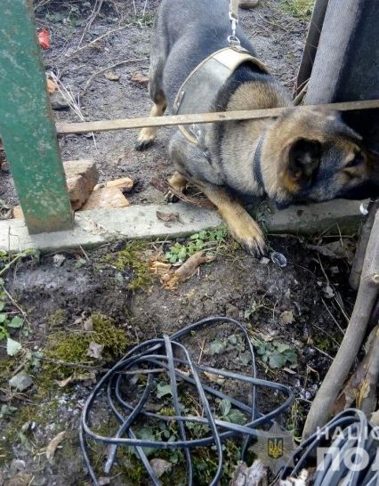 Службовий собака-поліцейський допоміг повернути вкрадене у Мукачеві майно