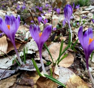 Виноградівські лісівники закликають не зривати первоцвіти – берегти природу