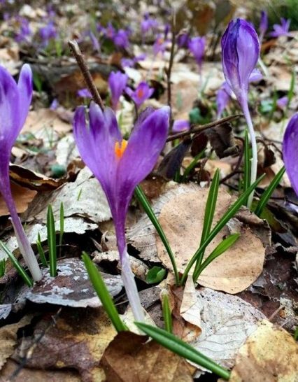 11 березня: це цікаво знати